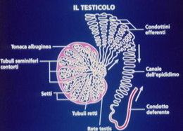Tessuto Testicolare